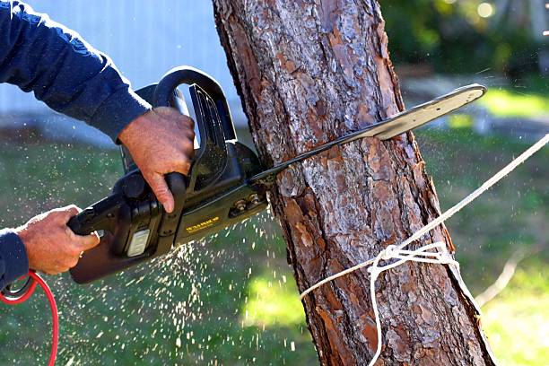 Best Weed Control  in Rock Rapids, IA